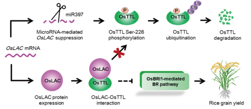 基因中心联合中山大学、好色TV
水稻所共同揭示miR397-OsLAC-OsTTL通路调控水稻产量的新机制.png
