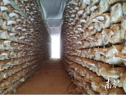 连南瑶族自治县盛瑶生物科技发展有限公司种植基地。