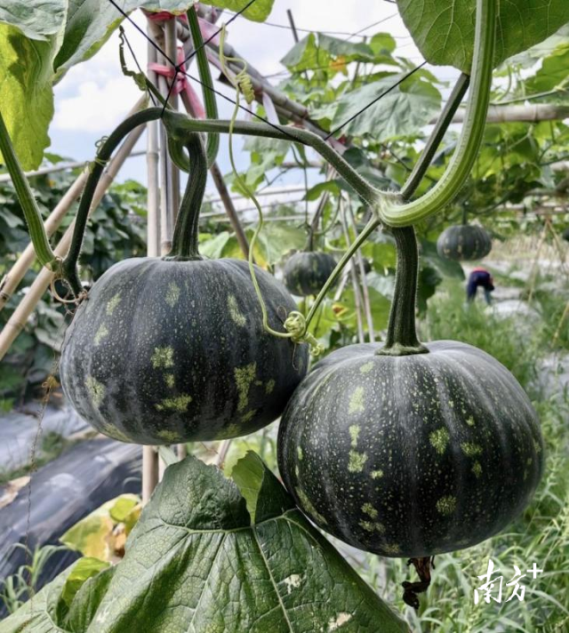 “香缘早”南瓜早熟，嫩老两用，皮薄肉厚，芋香味浓。