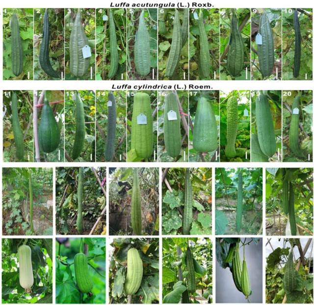 各种类型的丝瓜 各种类型的丝瓜