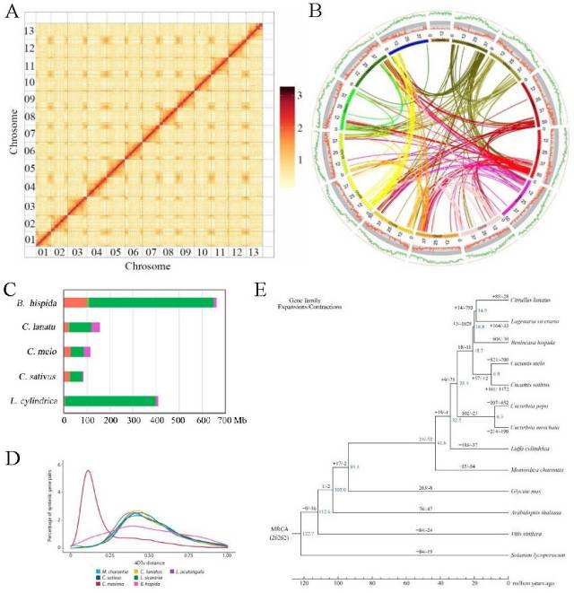 丝瓜基因组及进化分析 丝瓜基因组及进化分析