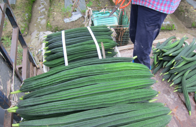 雅绿8号 雅绿8号