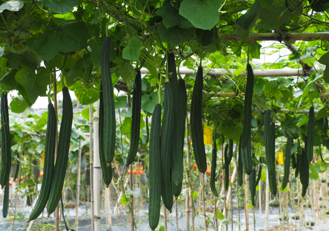 雅绿6号 雅绿6号