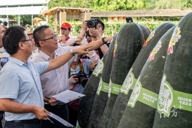 专家对“准瓜王”开展评审。 专家对“准瓜王”开展评审。