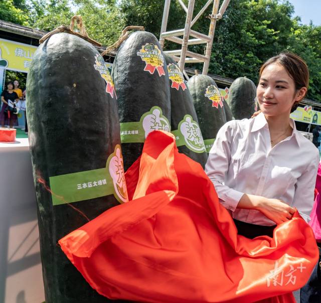 16个候选“准瓜王”亮相。 16个候选“准瓜王”亮相。