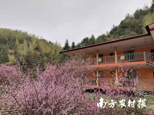 人们来到桃源村吃鲜菇、住民宿，感受大山的静谧