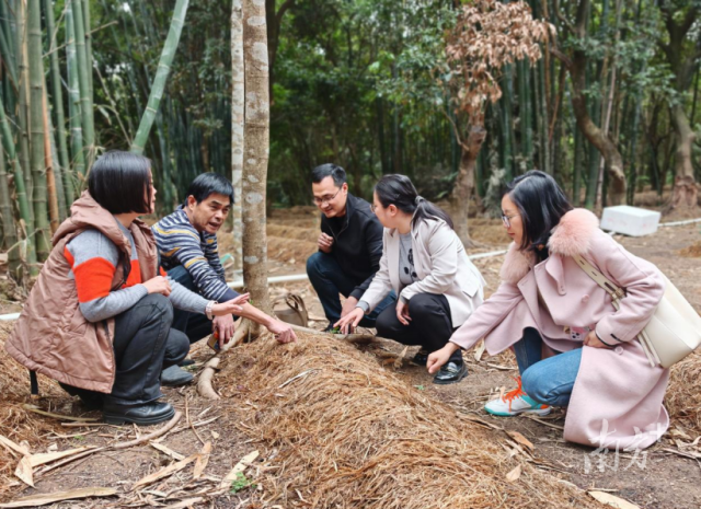 省农科院蔬菜所专家团队现场指导红松茸种植。 省农科院蔬菜所专家团队现场指导红松茸种植。
