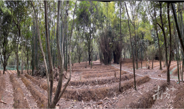 普宁市南溪镇登峰村的红松茸种植示范基地。 普宁市南溪镇登峰村的红松茸种植示范基地。