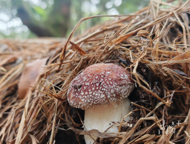 南溪镇登峰村产出的优质红松茸。 南溪镇登峰村产出的优质红松茸。