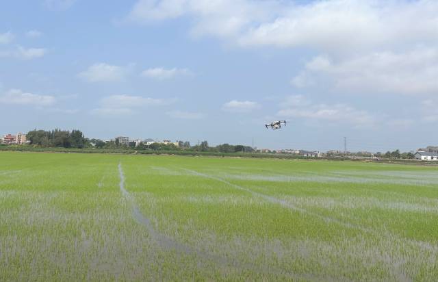 种植户现场演示无人机撒施