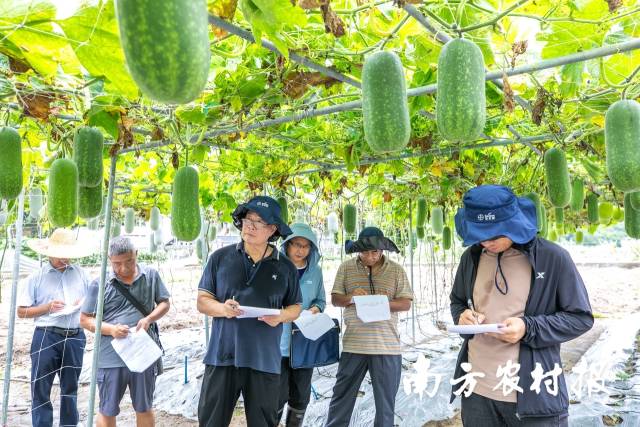 南方农村报 吴秒衡 拍摄