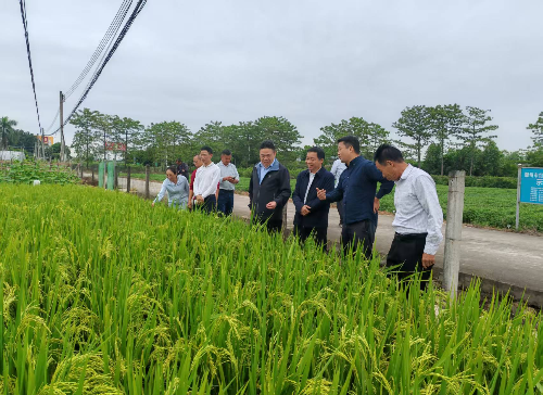 植保所到潮州开展“百千万工程”产业调研和技术服务